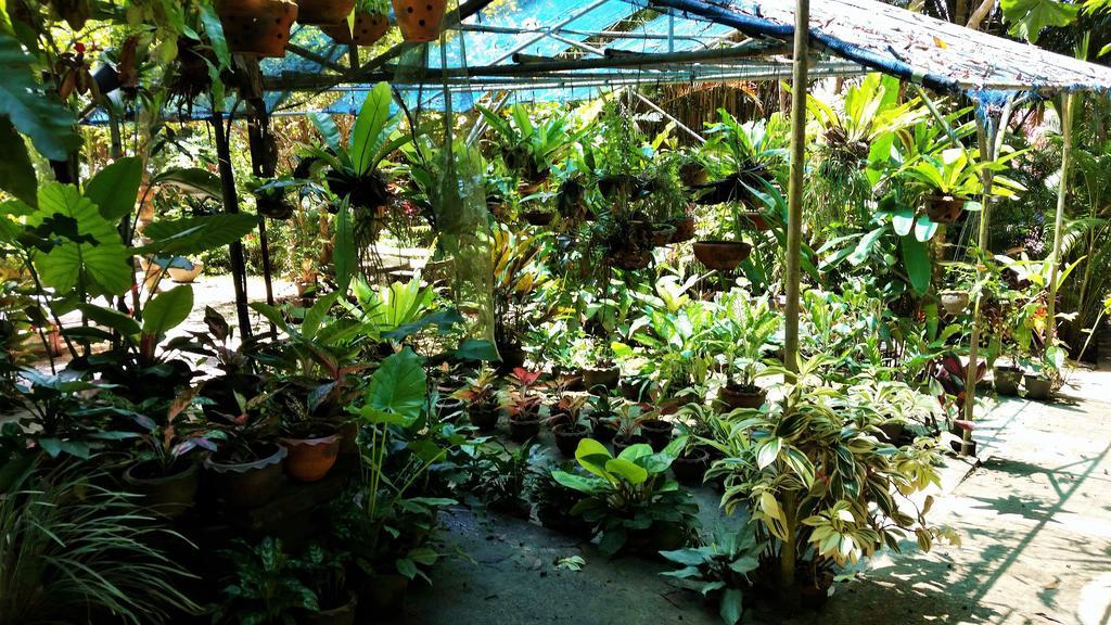 Khao Sok Orquideas सहारा Khao Sok National Park
